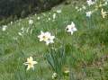 Nature & Flowers: Grandalla, narcissus poeticus